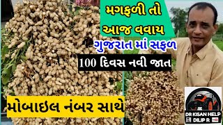 મગફળી તો આજ વવાય 😱 ગુજરાત માં નવી મગફળીની જાત કાદિરી લેપાક્ષી .. કોન્ટેક નંબર સાથે