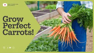 How to Grow and Care for Carrots: A Detailed Guide