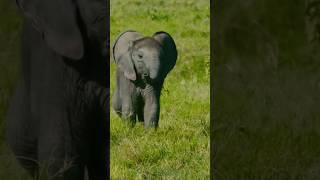 beby elephant !! #wildelephant#animals  #subscribe #viral #youtube #videos #shorts