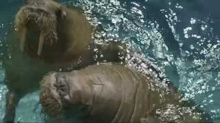 MarineLand TV Commercial 2014 (English)