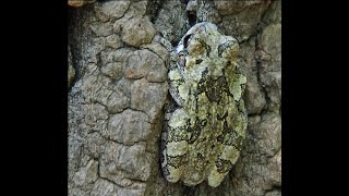 AnimaNature: La rainette versicolore (Hyla versicolor)