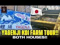 YAGENJI KOI FARM TOUR! EXCELLENT KOI AND FACILITY!