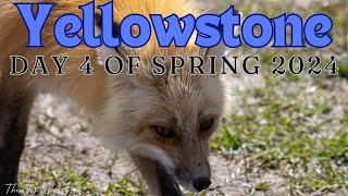 Yellowstone National Park Spring 2024 - Day 4: Grizzly Chasing Bison, Wolves, Foxes, & More