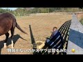 オヤツは父ちゃん手作り生牧草😋　引退競走馬のアイ🏇　ポニーのサクラ🐴　 なごみ牧場