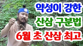 [유교약사생불사 725강] 약성이 강한 산삼 구분법. 6월 초 산삼이 약성이 가장 강하다.