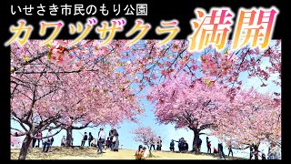 陽気に誘われ河津桜も満開🌸観測４地点で今年初の「夏日」🌞群馬