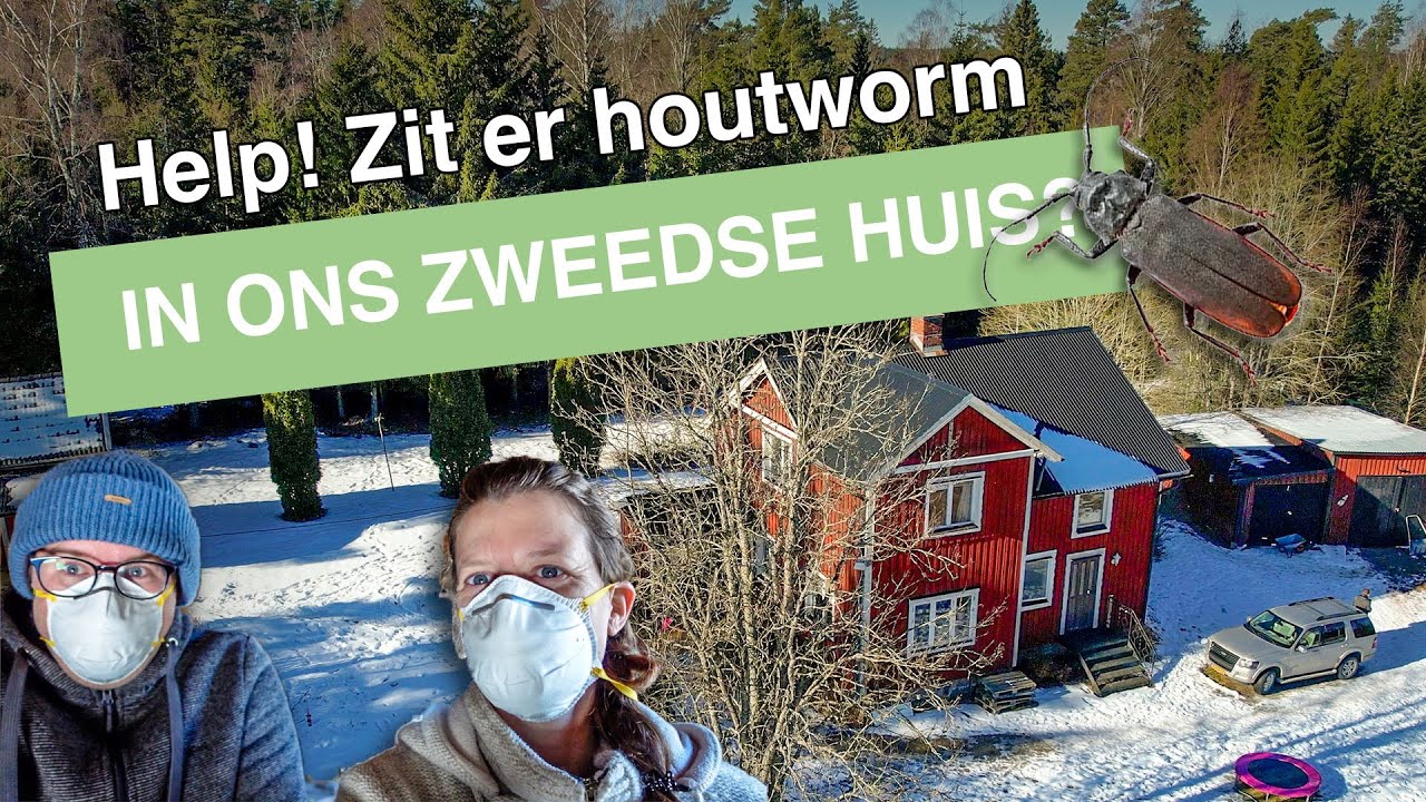 Emigreren Naar Zweden || Houtworm Ontdekking En Een Natuurlijke ...