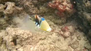 Humuhumunukunukuapua'a (Picasso triggerfish) in Hawaii - Akaso Brave 4 video sample!