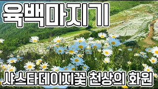 평창, 육백마지기 / 샤스타데이지꽃 눈부시게 피어있는 천상의 화원! CLOVA Dubbing