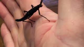 Black Beauty Stick Insect (Peruphasma schulte) unboxing and care!