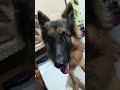 Simba playing with his toys | Ask's for help | German shepherd dog