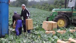 キャベツの収穫　群馬県嬬恋村