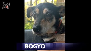 Mentor4dogs- BOGYO (glücklich vermittelt 2023)