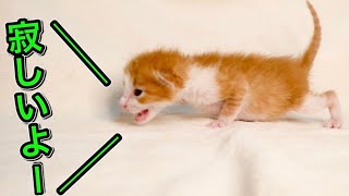 １人が寂しくて助けを求める生後１１日の子猫がこちら【保護猫】