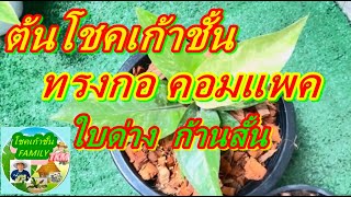 โชคเก้าชั้น ทรงกอ ใบคอมแพค ด่างทุกใบ ก้านสั้น ใบวนเวียนสลับ EP.445