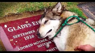 Dogs Crying For Dead Owners 😭 (Really Sad Moments)