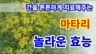 마타리 놀라운효능