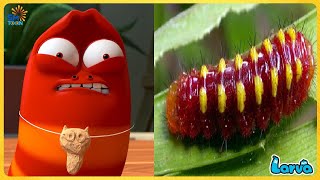 Larva RED New Episode | 3 Hour Larva Cartoon Movies | New Comedy Video | Try Not to Laugh Challenge