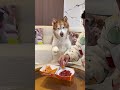 🍗Spicy fried chicken is the best!🌶️#shorts #alaskanmalamute #dog