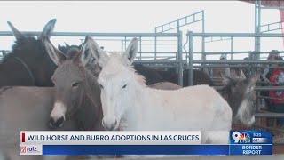 BLM to host 2-day adoption event for wild horses, burros