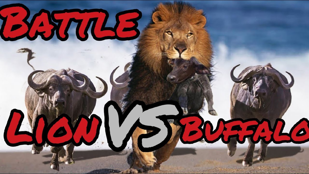 Lion Vs Buffalo Battle - YouTube