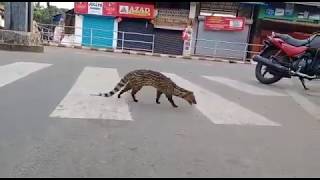 Spotted Malabar civet. A critically endangered mammal