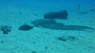 latezonatus clown onto leopard shark