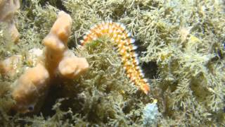 Blue Heron Bridge FORCE E Night Dive 5/15/15