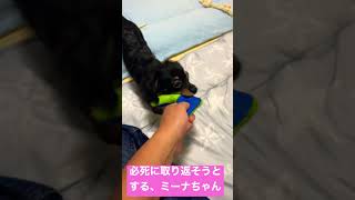 【チワックス】大好きなおもちゃを取り返そうとするミーナちゃん#dog  #animals #犬#동물 #개#कुत्ता