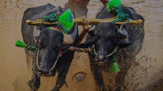 Kambala | Veera Vikrama Kambala | Thaate #kambala #tulu#karavali #tulunadu #kambla #kambala