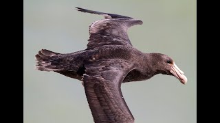 Monitoreo de Petrel Gigante en Isla Gran Robredo (2)