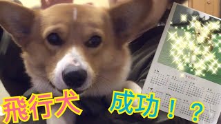 【コーギー】ついにコナン飛行犬！大公開です！ こぎちゅーばーコナン CONAN's HAPPY DAYs