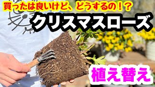 ◆クリスマスローズ【真冬の管理＆開花株の植え替え】