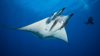 The Mini Mantas of Maria - Help Save Mobula Rays in 360VR