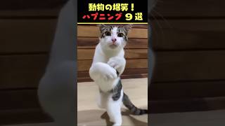 SNSで6.7億回バズった動物ハプニング動画9選！9Animal Happenings Videos That Got 670 Million Buzz on SNS!#shorts #犬#猫#動物