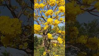 เหลืองปรีดียาธรบานสะพรั่งข้างถนน