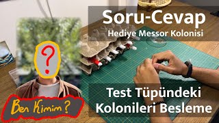 Soru-Cevap | Hediye Messor Kolonisi | Test Tüpündeki Kolonileri Besleme