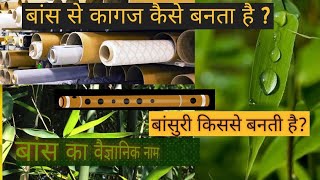 बांस के पेड़ के बारे में /About bamboo