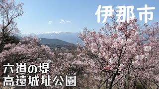 【長野県伊那市】人生初、天下第一の桜を堪能する【高遠城址公園・六道の堤】