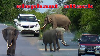 Watch an elephant attack for the first time. tusker.  බුත්තග කතරගම පාරේ භයානක ඇතාගෙන්  බෙරෙමු.