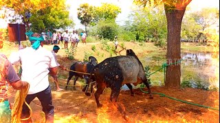 உறங்கான்பட்டி மஞ்சுவிரட்டு மிக சிறப்பாக நடைபெறுகிறது LOCATION ( MADURAI, MELUR) IN URANGANPATTY