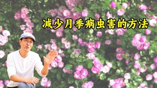 如何减少月季病虫害？除了预防和治疗，这3点也至关重要！#月季 #病虫害 #方法