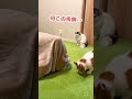 そうちゃうかなってずっと思っててんなぁ…【おしゃべりする猫】 shorts 【猫アテレコ】