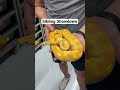 Starburst Ball Pythons all grown up - which is your fav?