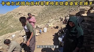 苏科菲要聘礼卡迪尔急忙求助，试图收买律师小老婆做出给力决定