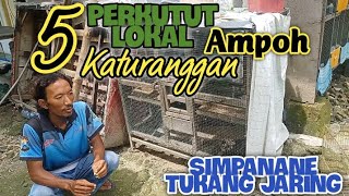 5 ( Lima ) Perkutut Lokal Katuranggan AMPOH 😱 Simpananya Tukang Jaring yg tidak Pernah Tidur Malam