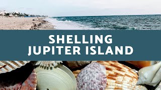 Florida Shelling on Celebrity Filled Jupiter island on the East Coast!