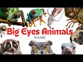 Big Eye’s Animal | 51 Animals with Big Eyes Name in English | Monster Eyes #kids #kidsvideo #animals