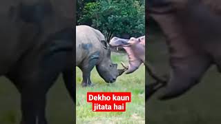 Rhino vs hippo fight #shorts #shortvideo #viralshorts #viral #shortfeed #trending #ytshorts #short