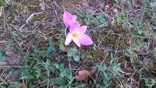 Colchicum Autumnale (medicinal plant)